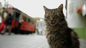 Kedi_03