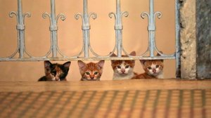 Kedi_01