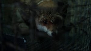 Iz_17