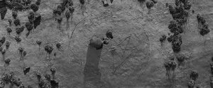 Bugday_12