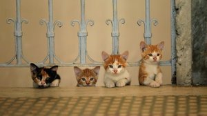 Kedi_06