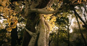 Tolkien_11